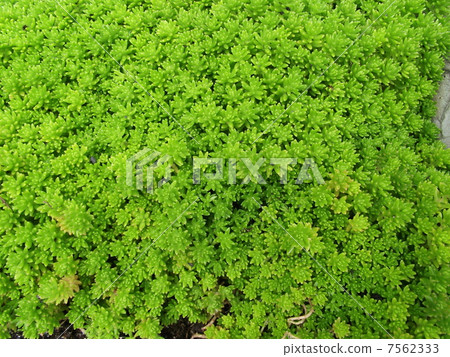 Ten years grass is also effective for rooftop greening 7562333