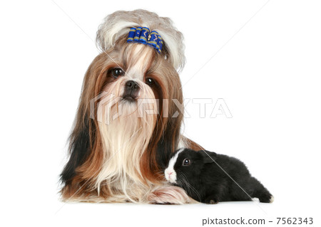 Shih tzu dog and rabbit on a white background Shih tzu dog and rabbit on a white background 7562343