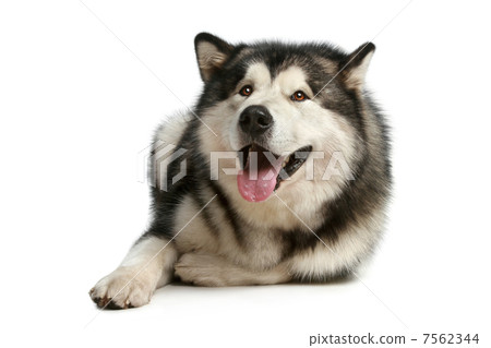 Happy malamute 7562344