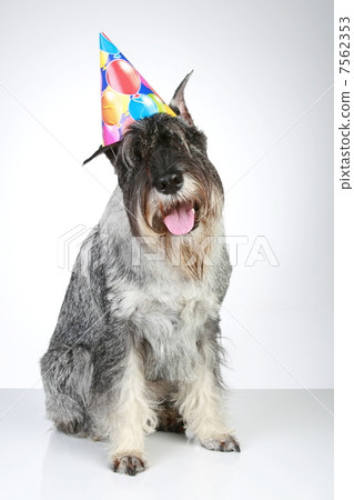 Mittel schnauzer with party cone sitting on a grey background 7562353
