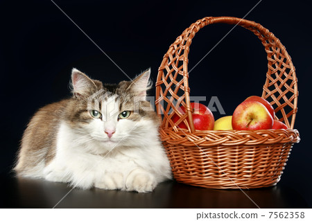 Big fluffy cat with apples lies on a dark-blue background Big fluffy cat with apples lies on a dark-blue background 7562358