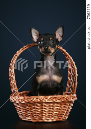 Toy terrier in wattled basket Toy terrier in wattled basket 7562359