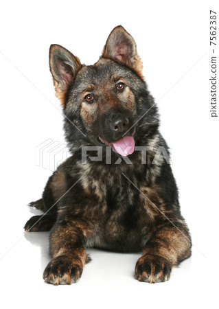 German Shepherd puppy on white background German Shepherd puppy on white background 7562387