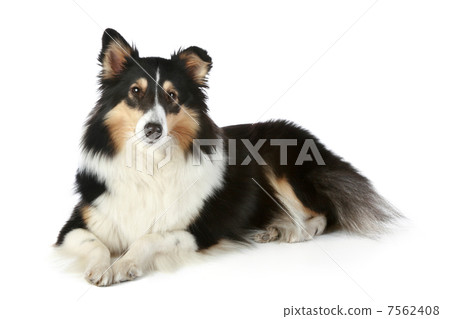Shetland Collie dog lying on a white background 7562408