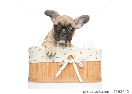 Young French bulldog puppy. Closeup portrait on a white backgrou 7562445