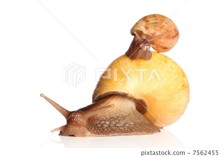 Yellow Snails crawling 7562455