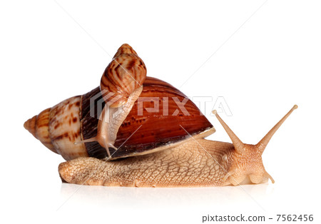 African snails Achatina fulica crawling African snails Achatina fulica crawling 7562456