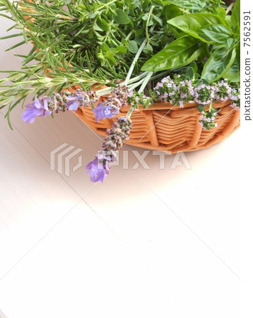 新鮮採摘的草藥 7562591