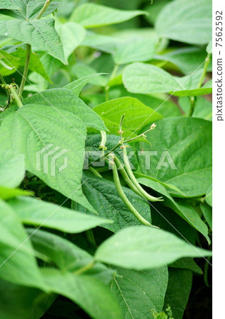 青豆（真實的） 7562592