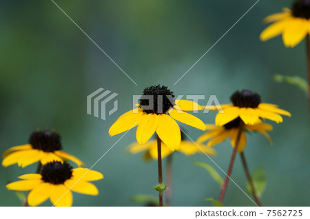 Rudbaquia · Takao Japanese name is Ootomiha Antipsoas Grass (Oh Mitsuba alpine) Rudbaquia · Takao Japanese name is Ootomiha Antipsoas Grass (Oh Mitsuba alpine) 7562725