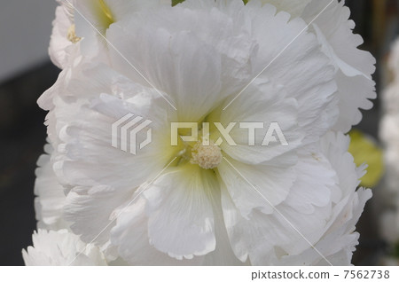 White tatami ooi 7562738