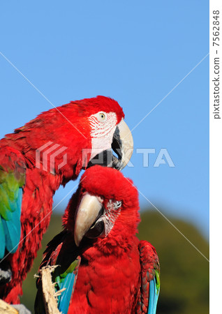 Scarlet macaw 7562848