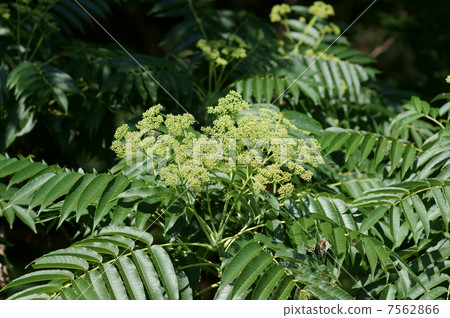 各種昆蟲聚集在花中。 各種昆蟲聚集在花中。 7562866