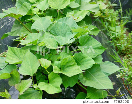 Sweet potato field (Satsuma potato) 7562908
