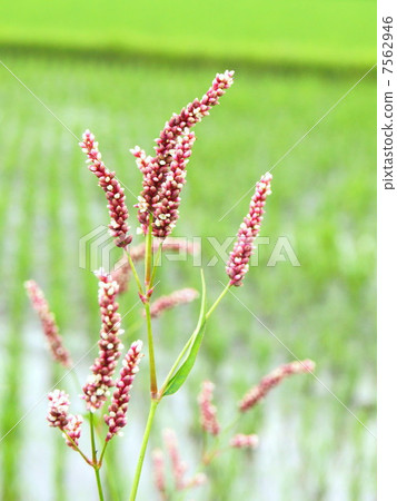 Inotades blooming in the paddy field of paddy fields: Red Manma 7562946