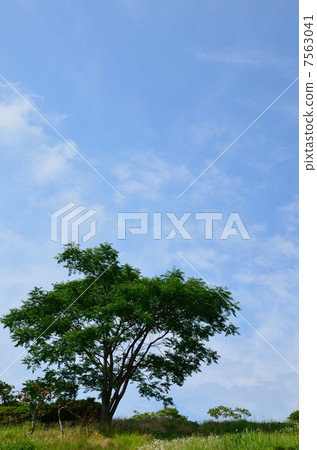 藍天和樹 藍天和樹 7563041