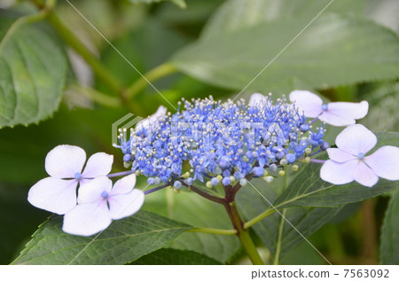 繡球 7563092