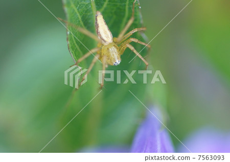 我的名字是Sasa Spider。我走來走去尋找食物。 我的名字是Sasa Spider。我走來走去尋找食物。 7563093