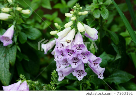 It is called fox glove Jikitarisu. 7563191