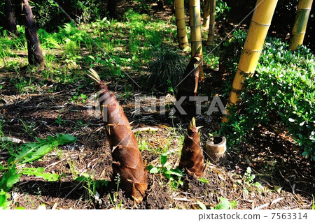 Kimmeichiku的竹筍 Kimmeichiku的竹筍 7563314