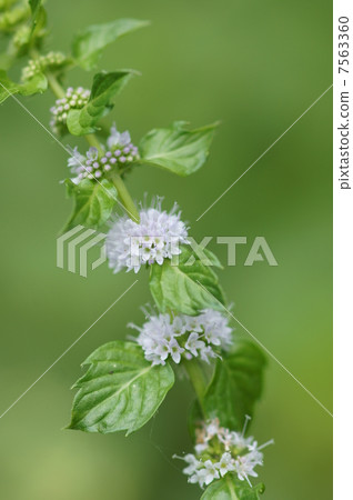 我來自日本日本橋。 我來自日本日本橋。 7563360