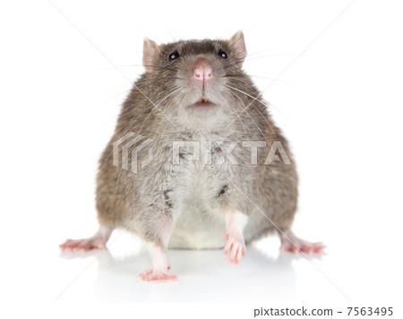 Rat on white background 7563495