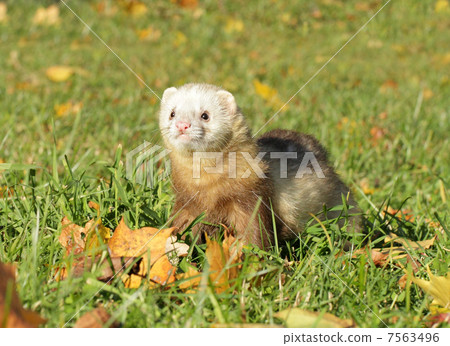 Ferret play autumn meadow 7563496