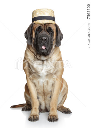 English Mastiff dog in hat 7563500