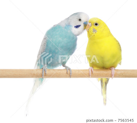 Pair of Budgerigars Pair of Budgerigars 7563545