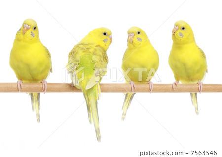 Four yellow budgie on branch Four yellow budgie on branch 7563546