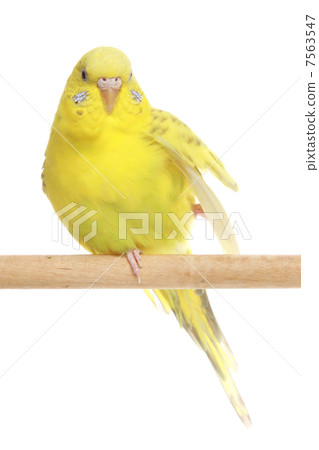 Yellow budgie on branch Yellow budgie on branch 7563547