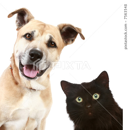 Close-up portrait of a cat and dog Close-up portrait of a cat and dog 7563548