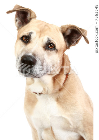 American Staffordshire dog American Staffordshire dog 7563549