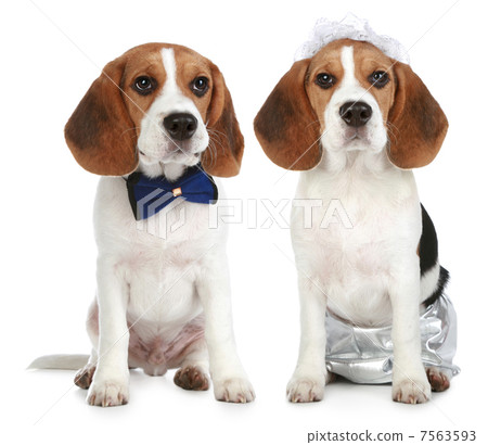 Groom and bride (beagle dogs) Groom and bride (beagle dogs) 7563593