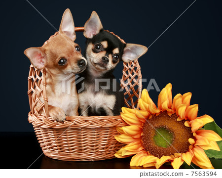 Two beautiful chihuahua puppy in wattled basket Two beautiful chihuahua puppy in wattled basket 7563594