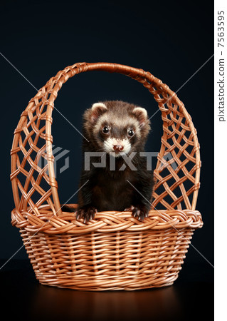 Ferret in wattled basket Ferret in wattled basket 7563595