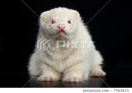 Albino ferret Albino ferret 7563625