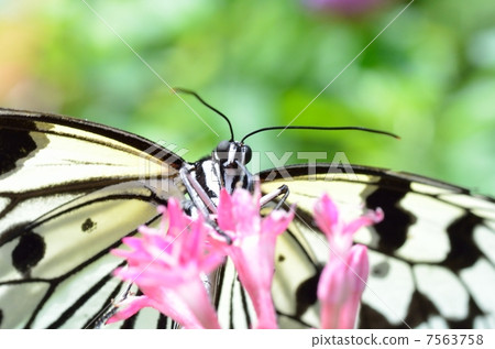 蝴蝶的天堂 7563758