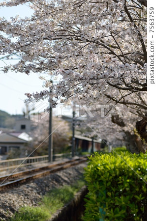 櫻花和賽道 7563759