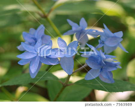 Yamaya繡球花(Yukigata) Yamaya繡球花(Yukigata) 7563989