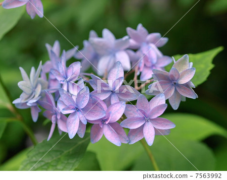 Yamaya Hydrangea (Yukigata) 7563992