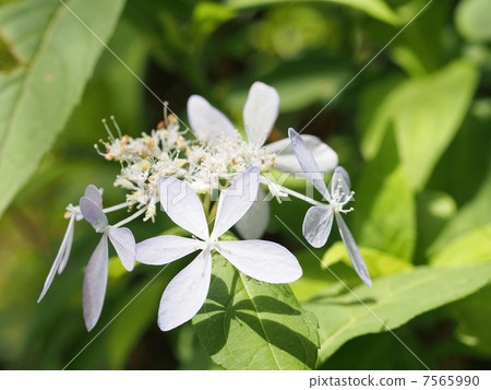 Yamazei (Tosa Ryusei) Yamazei (Tosa Ryusei) 7565990