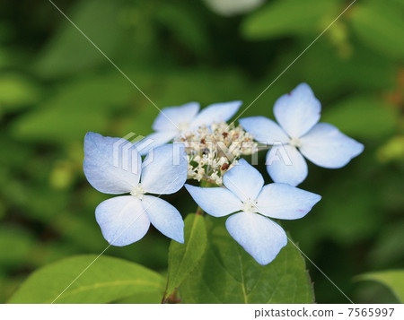 Yamah hydrangea (light of Chiyo) Yamah hydrangea (light of Chiyo) 7565997