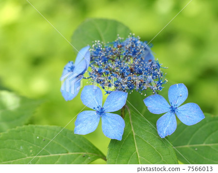 雅馬哈繡球花（黑公主） 7566013