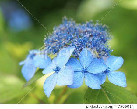 雅馬哈繡球花（黑公主） 7566014