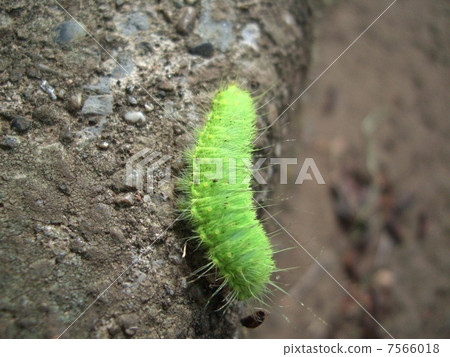 毛蟲 7566018