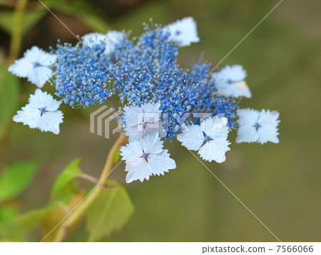 Yamazadai（Nadesico） 7566066