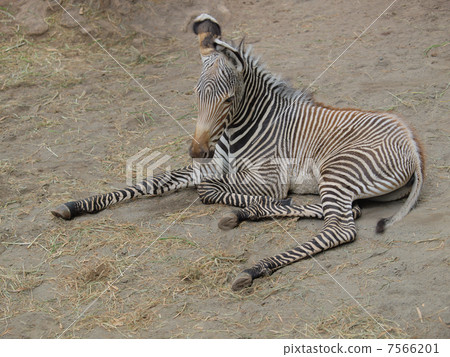 A little rest Gribie zebra's baby 7566201
