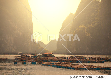 Halong 7568739
