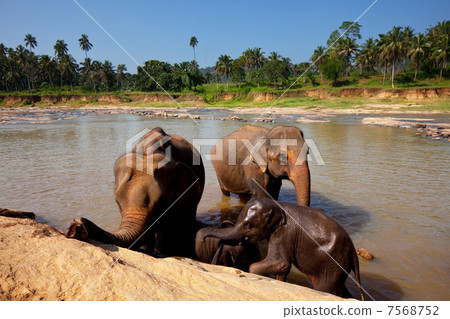 Elephants on Sri Lanka Elephants on Sri Lanka 7568752